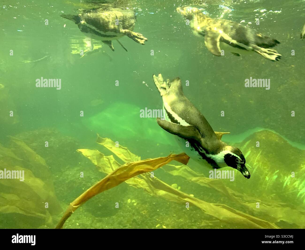 Pinguin plongée parmi les plantes aquatiques. En arrière-plan, il y en a d'autres qui débordent sous l'eau. Photo avec beaucoup d'espace de copie. Banque D'Images