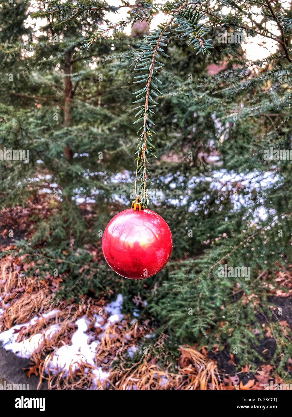 Une décoration de Noël rouge sur un arbre. Banque D'Images
