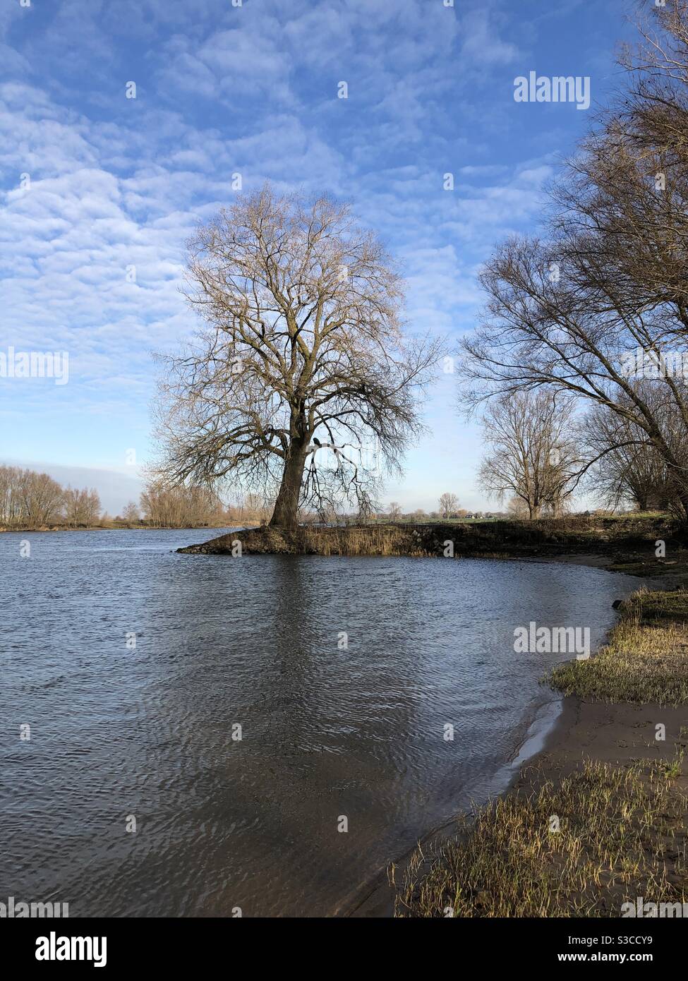 Grand arbre donnant sur la rivière Banque D'Images