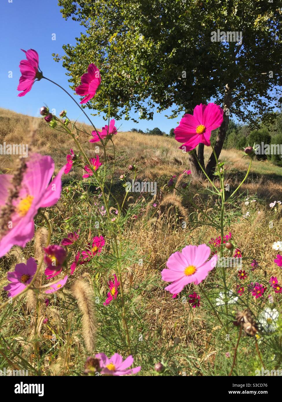 Des fleurs roses poussent sur le terrain du Glenstone Museum à Potomac, Maryland. - Image de stock capturée avec un smartphone