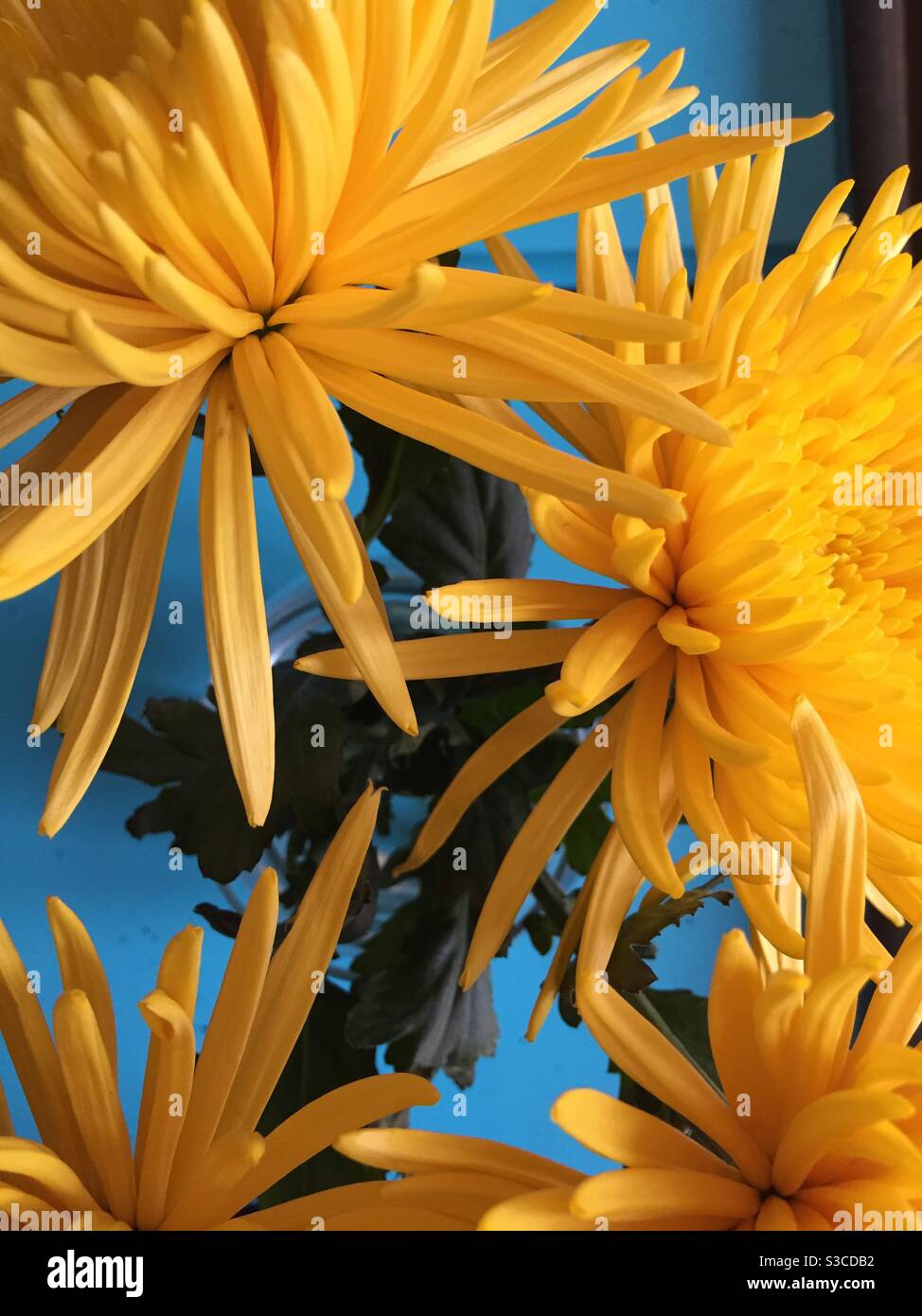 Vue rapprochée encore la vie de l'araignée jaune fleurs chrysanthème. Banque D'Images