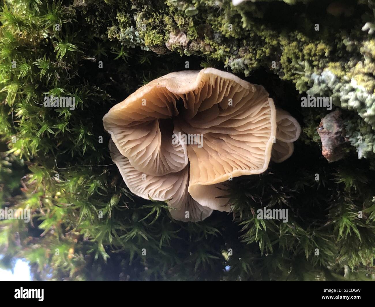 Champignons pâles poussant dans le dessous de la croissance de la mousse et du lichen sur un arbre abattu dans les milieux humides. Banque D'Images