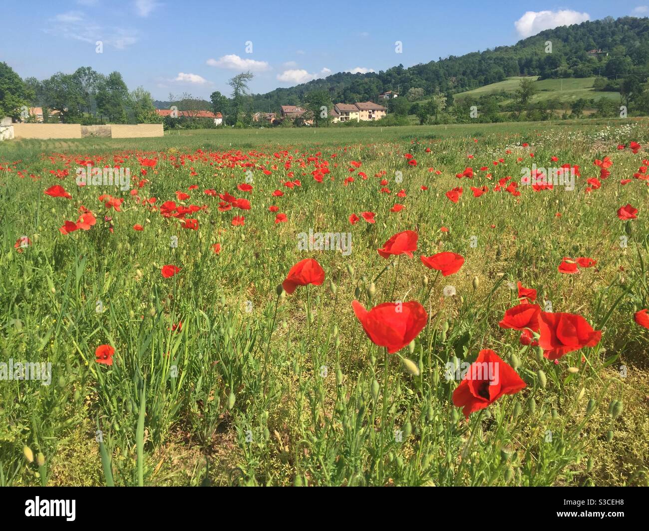 Coquelicots rouges dans un champ de campagne sur la colline pieds plus près de Turin, Italie Banque D'Images