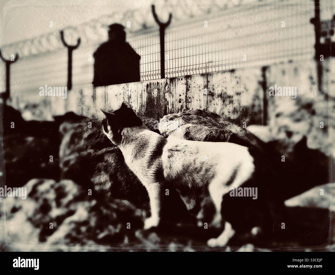 Chat errant debout près d'un mur avec une clôture sur le dessus d'un IT et un réservoir d'eau est visible dans le. Arrière-plan. L'image a été modifiée pour lui donner un aspect rétro de photographie de type tintype. Banque D'Images