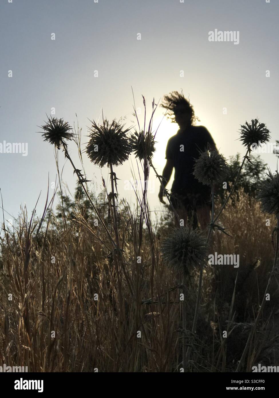 Un homme adulte unique replace ses cheveux bouclés en silhouette parmi les têtes de graines de graminées séchées et les fleurs le long de flanc de colline dans le soleil de l'après-midi d'été paresseux Banque D'Images