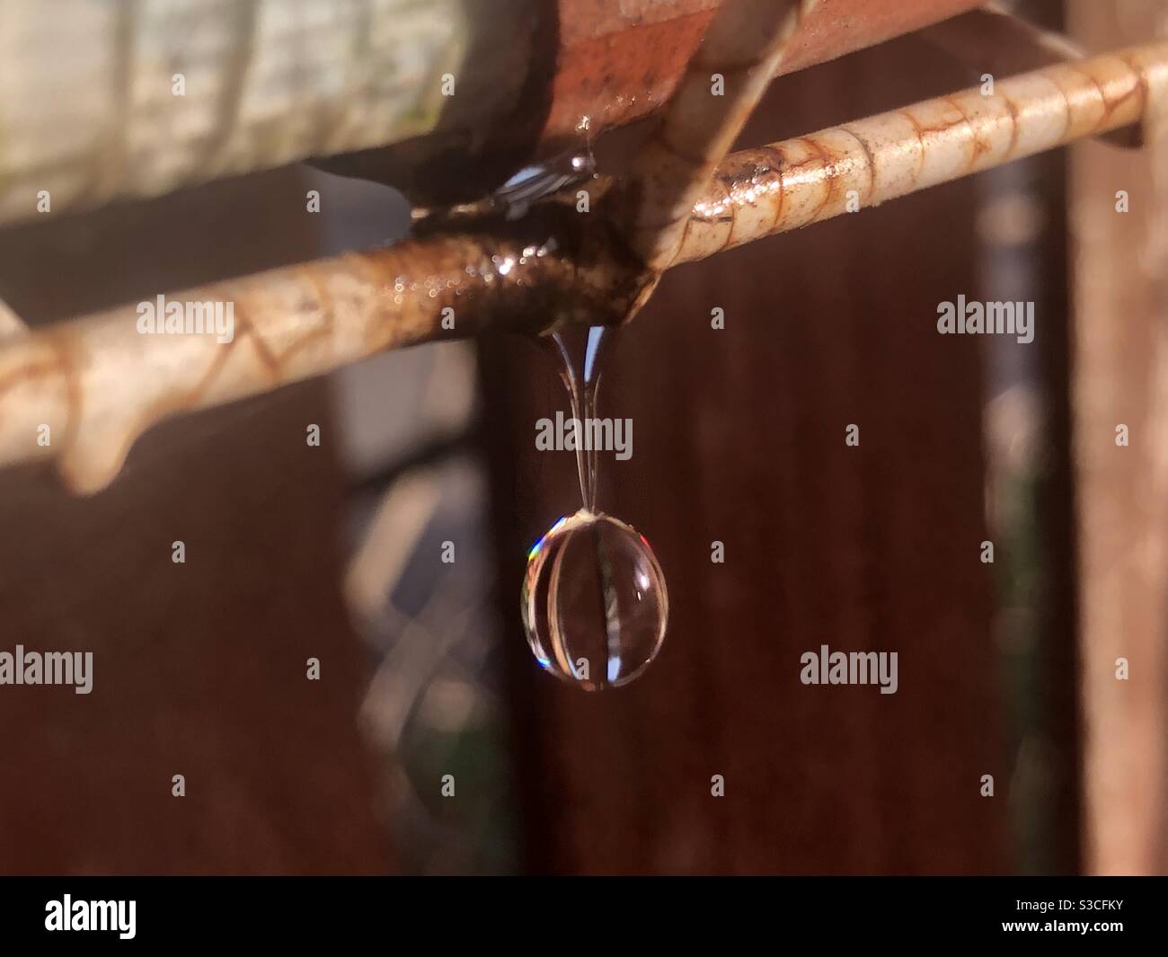 Chute de pluie d'un semoir baigné de pluie dans le jardin. Suspendu de la clôture au coucher du soleil, entre les averses de pluie et la couverture nuageuse. Banque D'Images