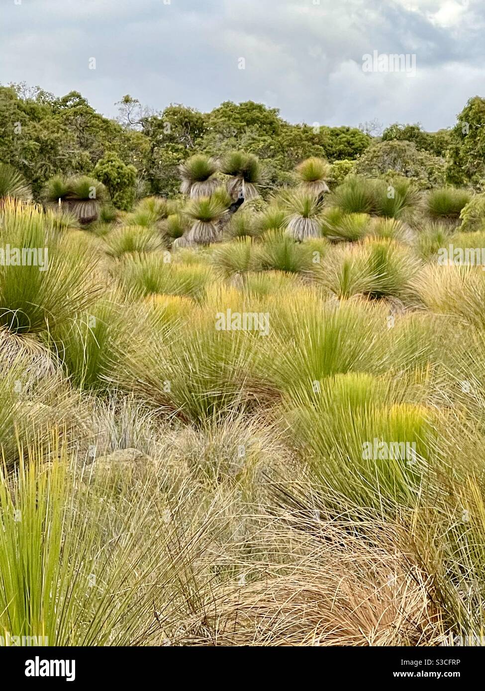 Bulga Grass Trees dans le parc national Leeuwin-Naturaliste Augusta Australie occidentale Banque D'Images