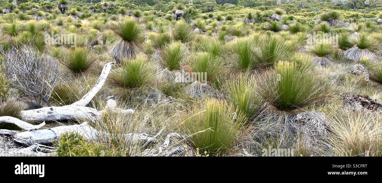 Arbres de graminées Balga dans le parc national Leeuwin-Naturaliste Augusta Australie occidentale Banque D'Images