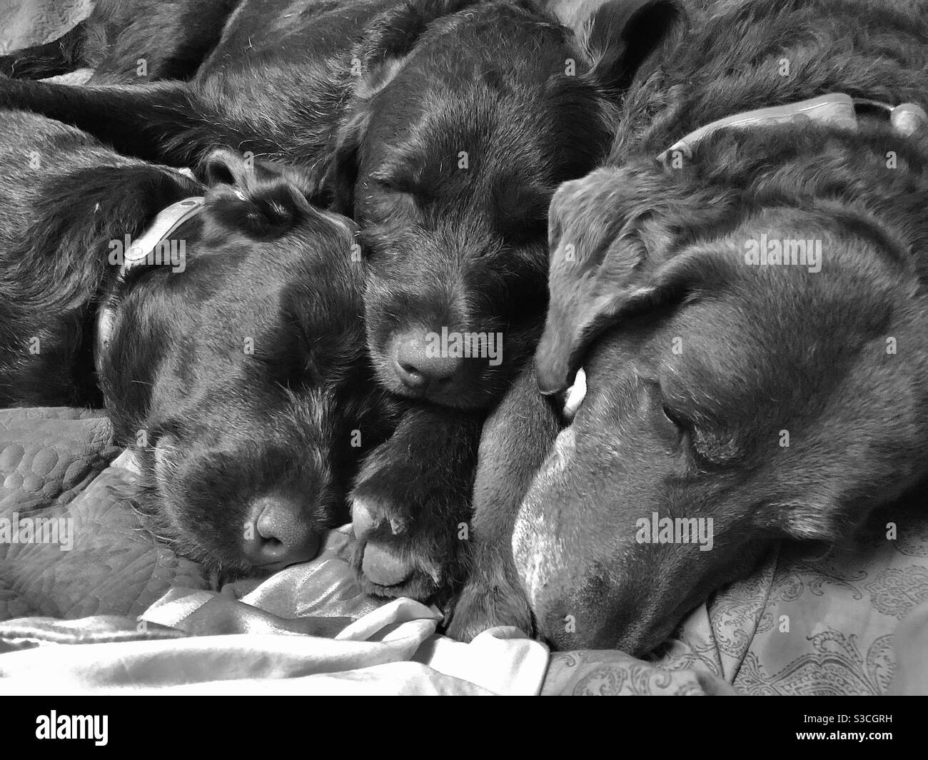 Juliet D-Chesapeake Bay Retriever chiens emmêlés avec leur chien momma faire une sieste Banque D'Images