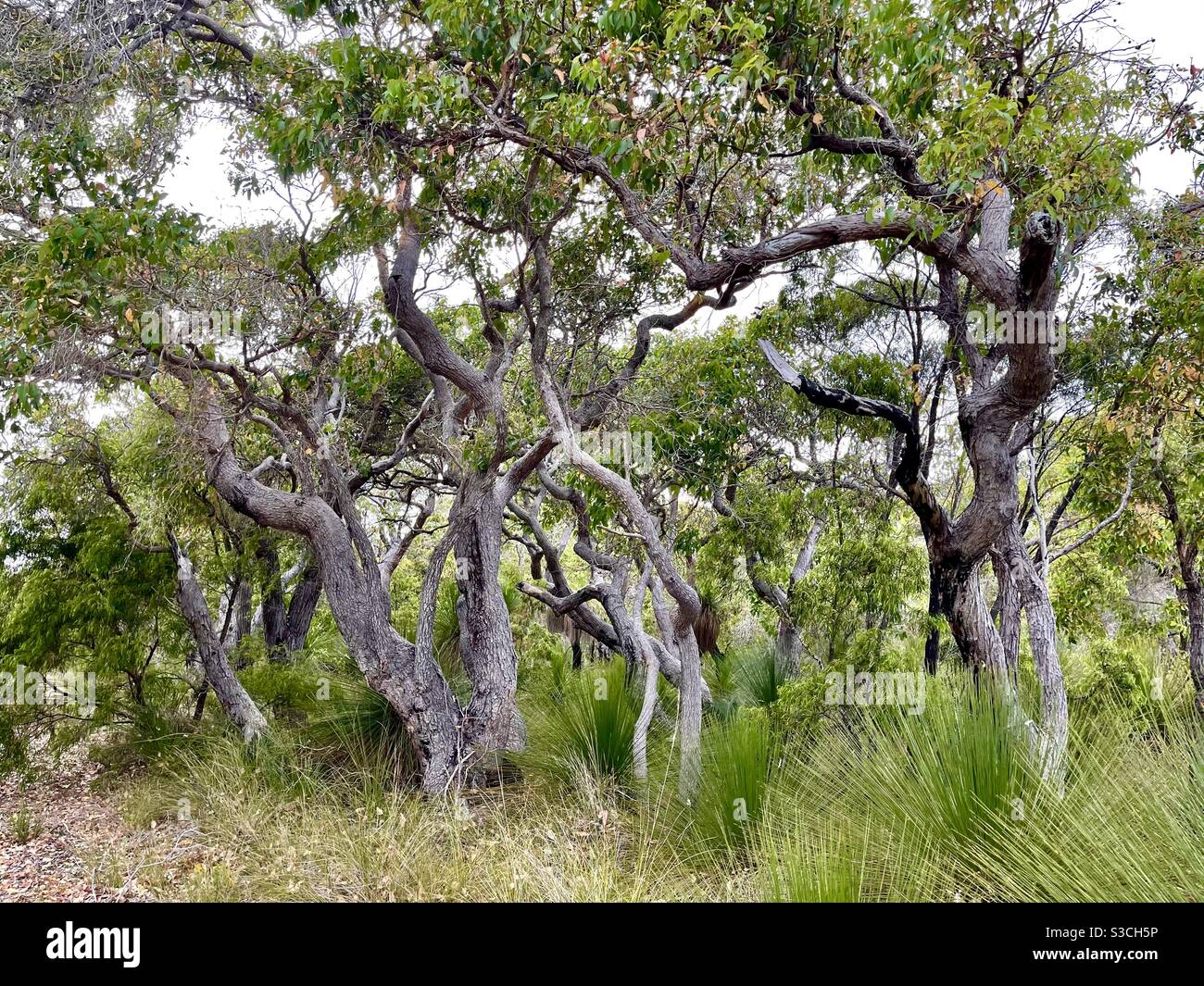 Arbres MARRI contournés par le vent dans le parc national Leeuwin-Naturaliste Augusta Australie occidentale Banque D'Images