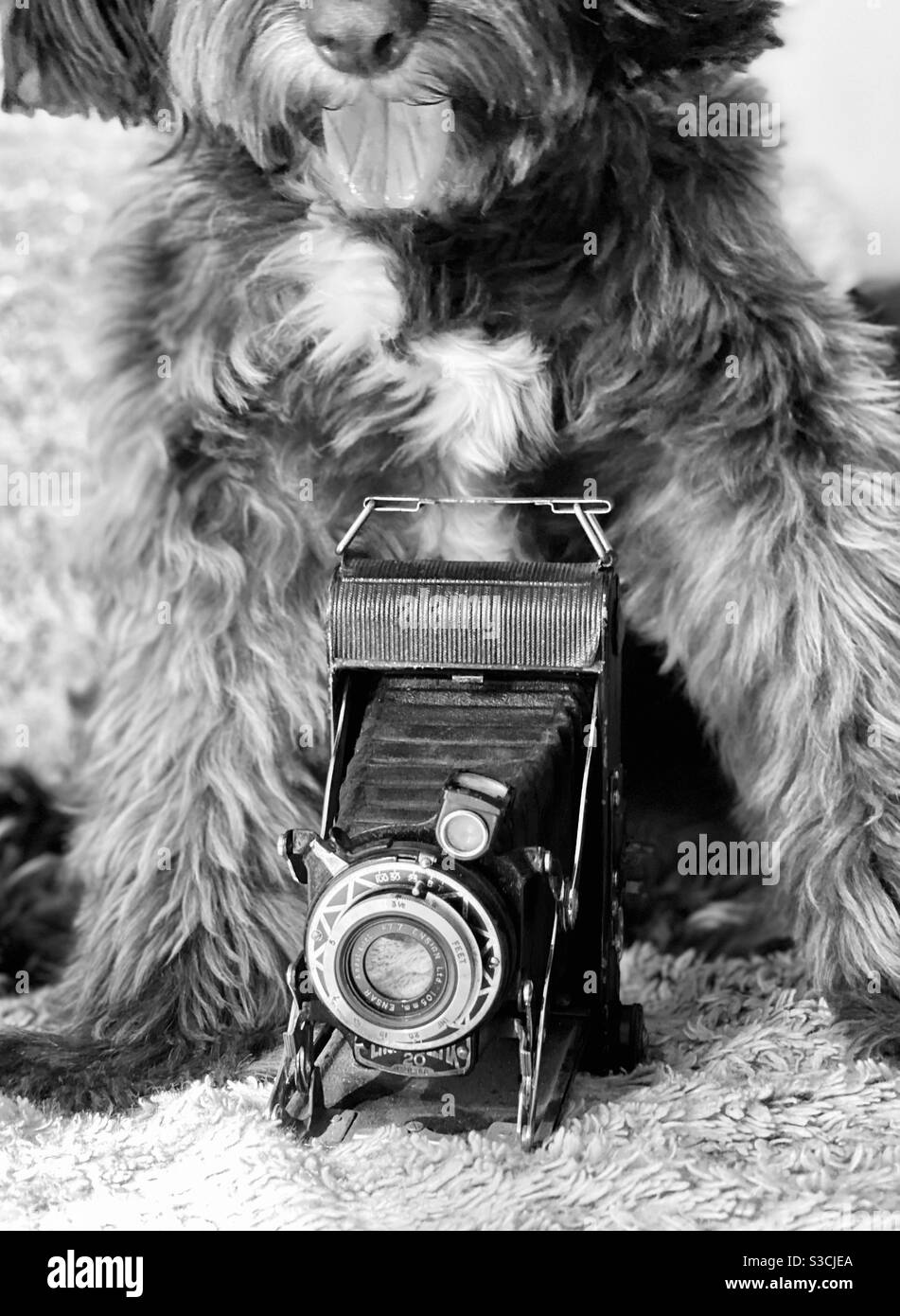 Talented dog Banque de photographies et d'images à haute résolution - Alamy