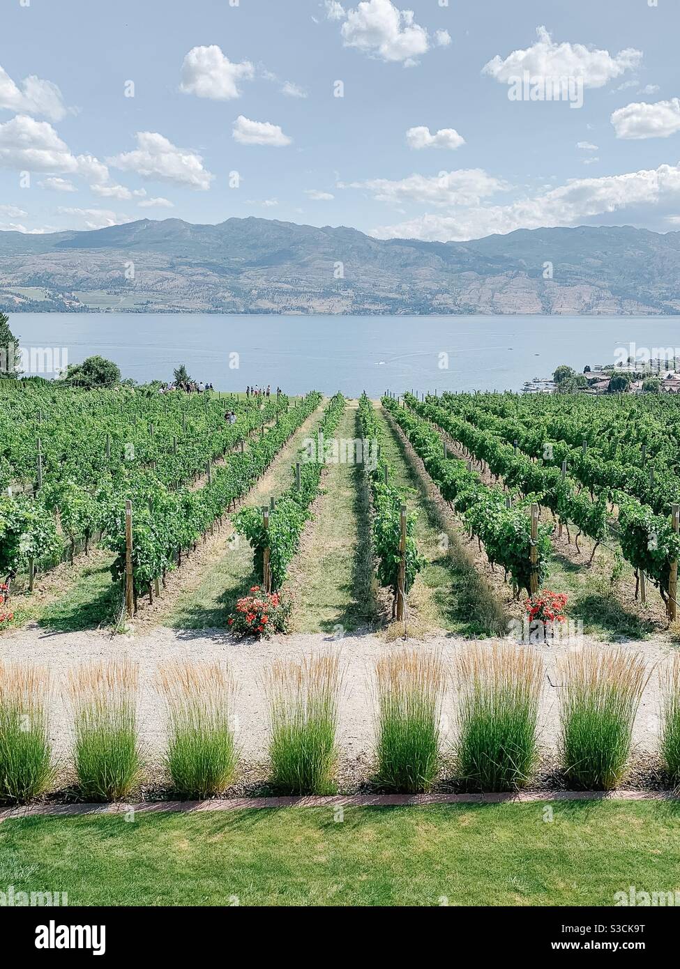 Vignoble et lac Okanagan Banque D'Images