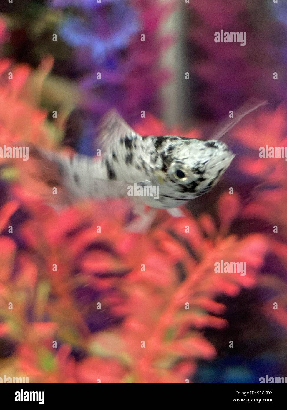 Molly Fish Banque D Image Et Photos Alamy