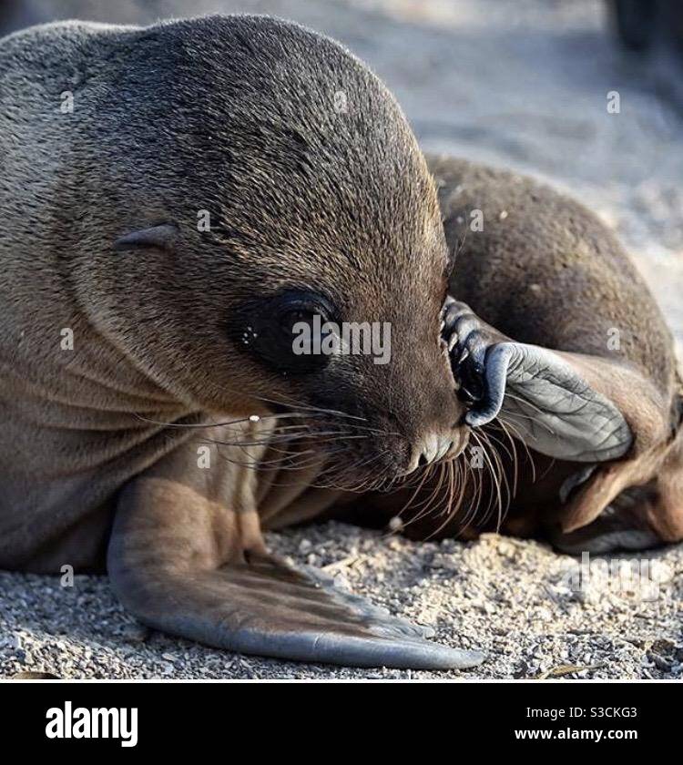 Sceau Galapagos pour bébé Banque D'Images