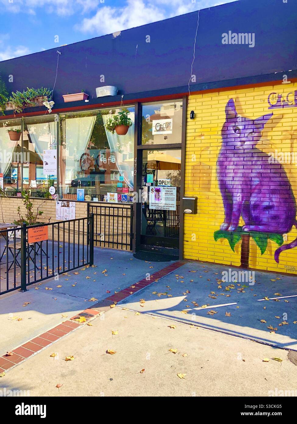 Dégustez un café et un câlin au Cat Cafe dans le centre-ville de San Diego, Californie, États-Unis, qui sert des boissons et des snuggles de chats adoptables et même du yoga sur tapis de chat ! - Image de stock capturée avec un smartphone