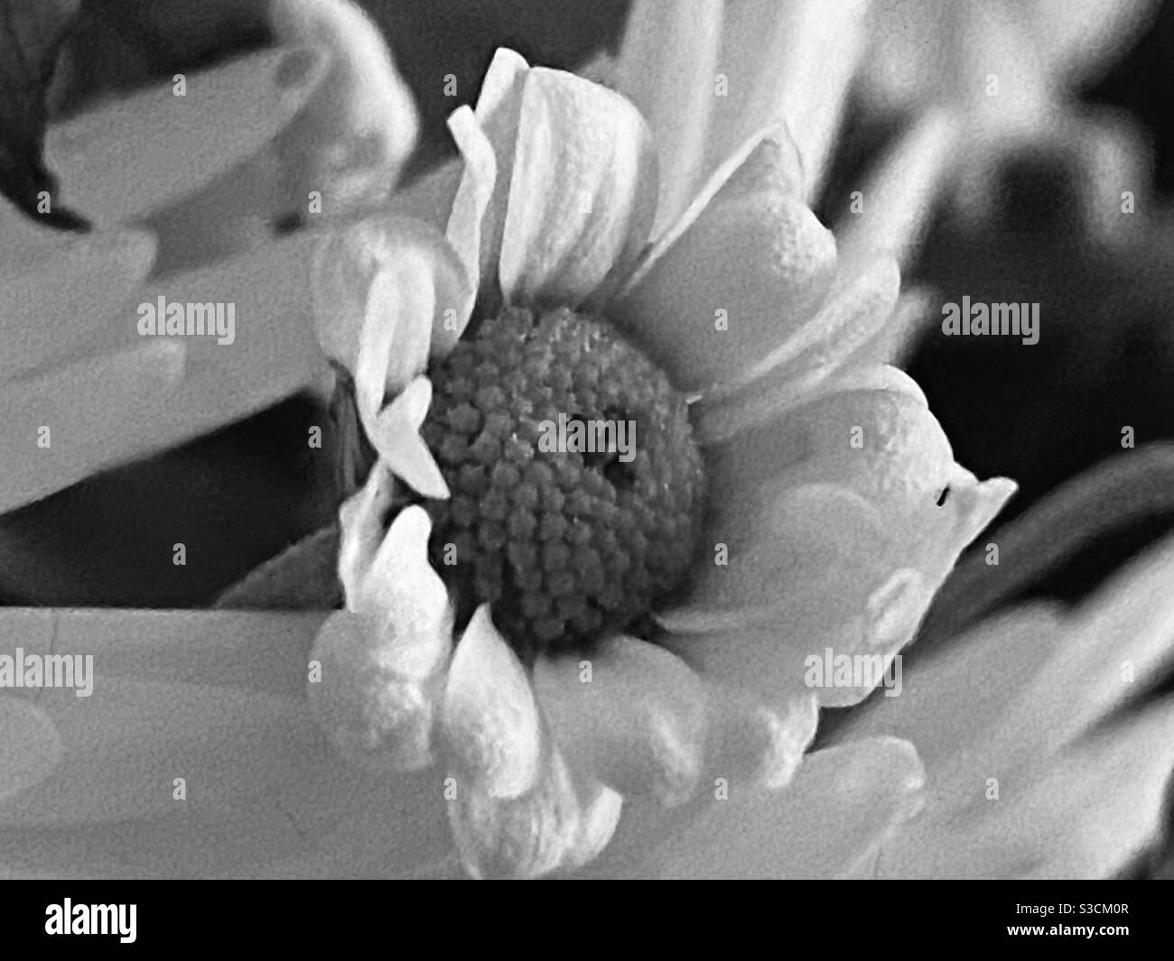 Gros plan noir et blanc d'une fleur Banque D'Images