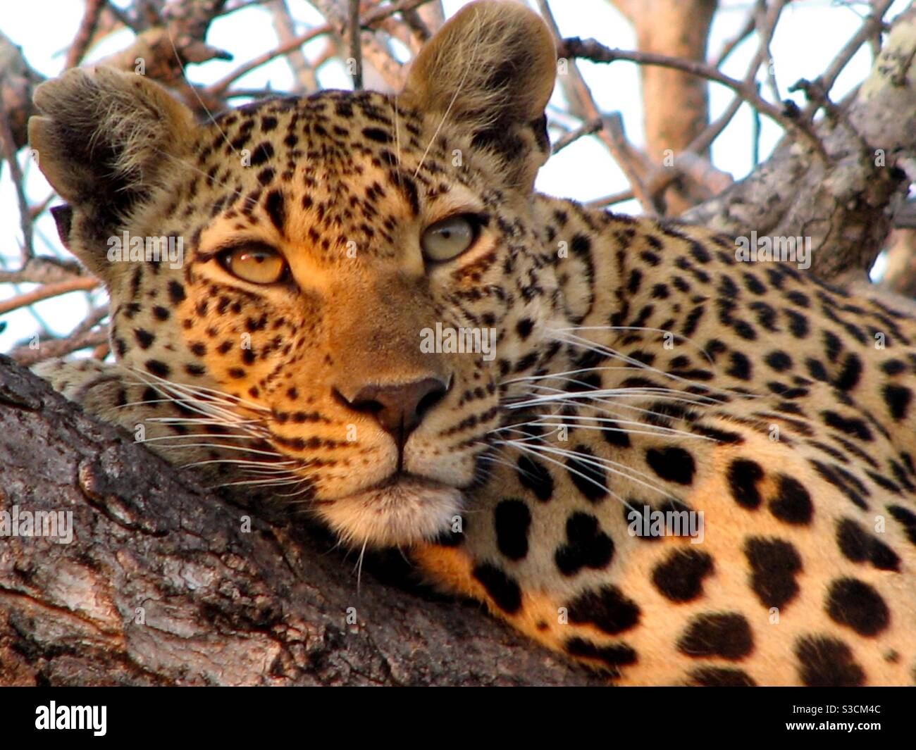 Leopard close up Banque D'Images