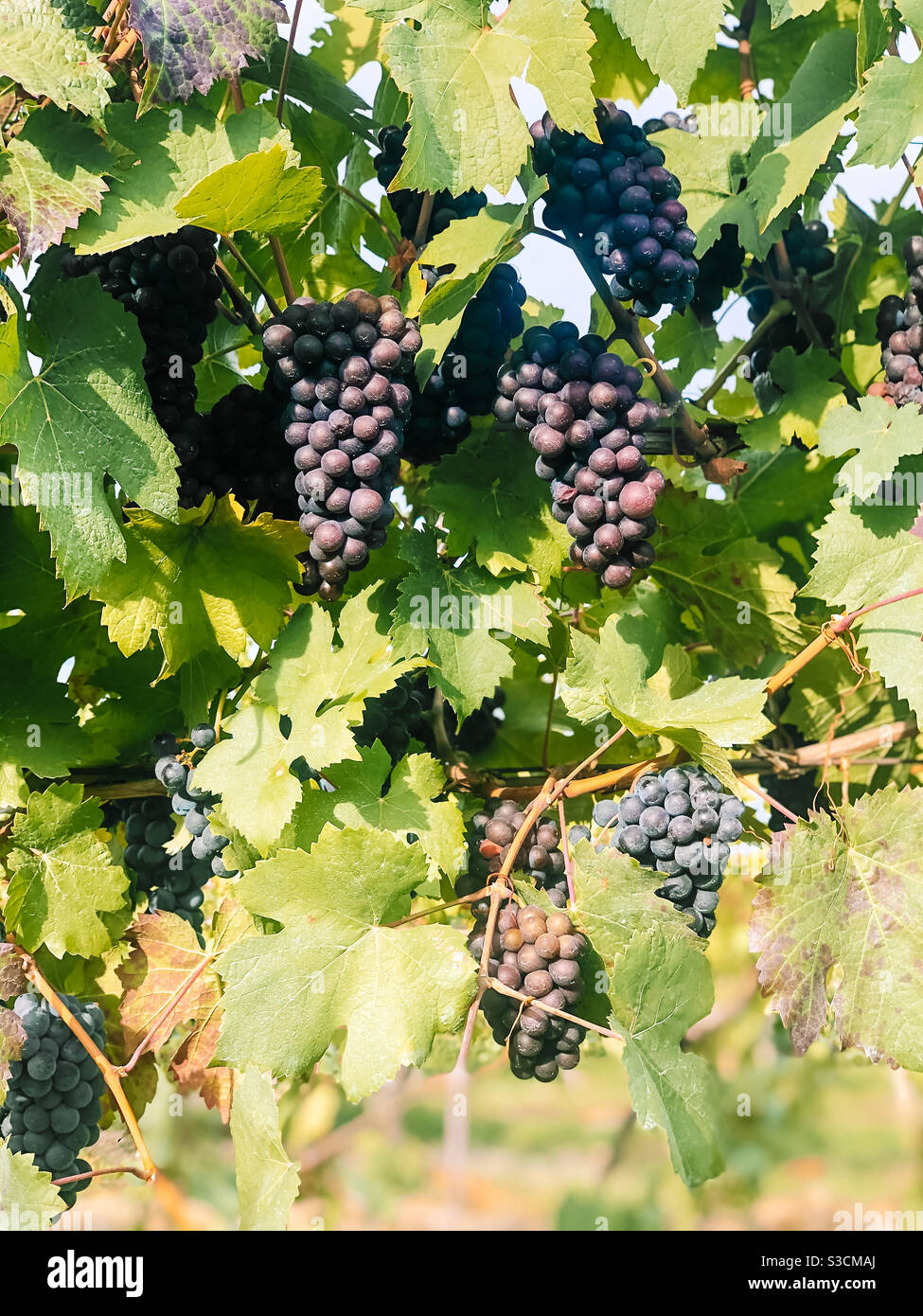 Pinot gris raisins croissant dans un vignoble Banque D'Images