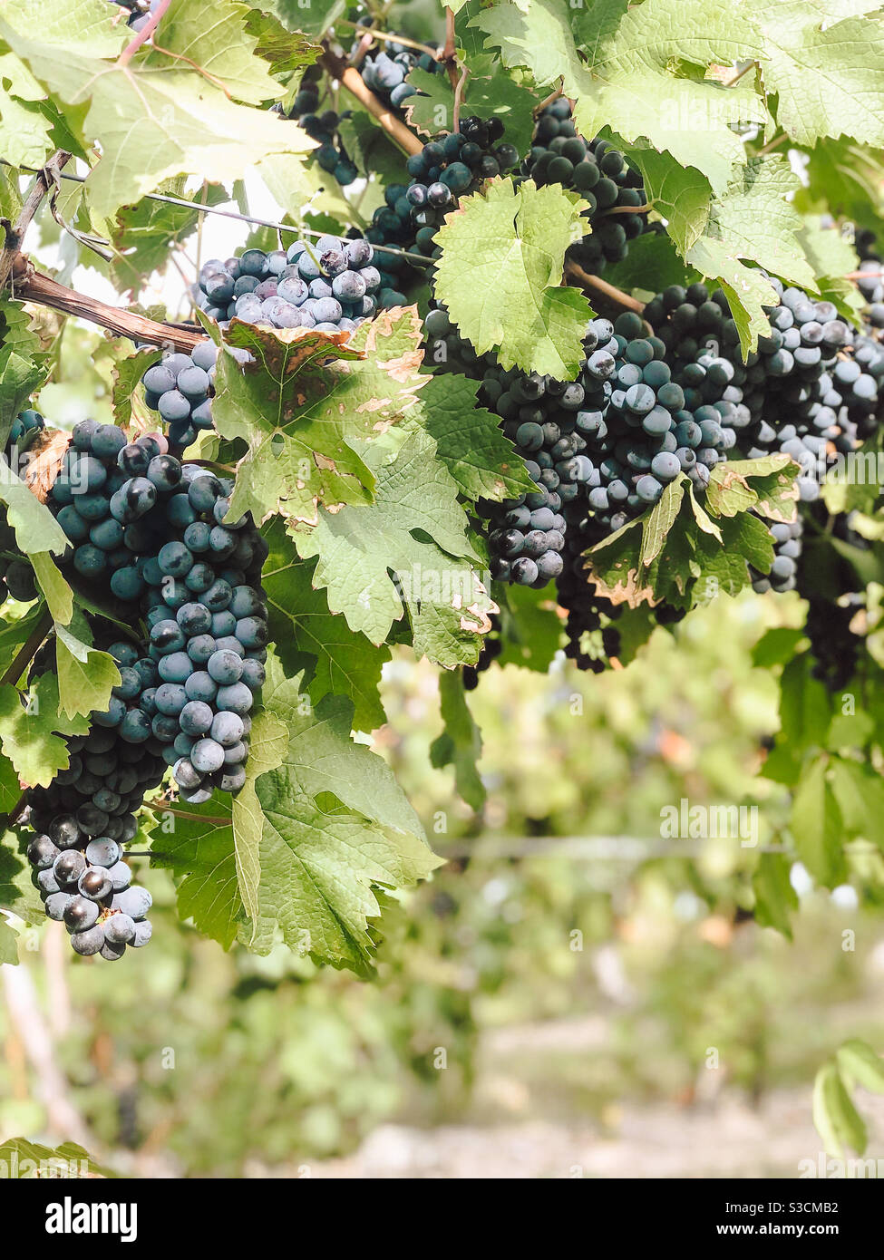 Raisins de vin rouge croissant dans un vignoble dans les lacs de doigt, NY Banque D'Images