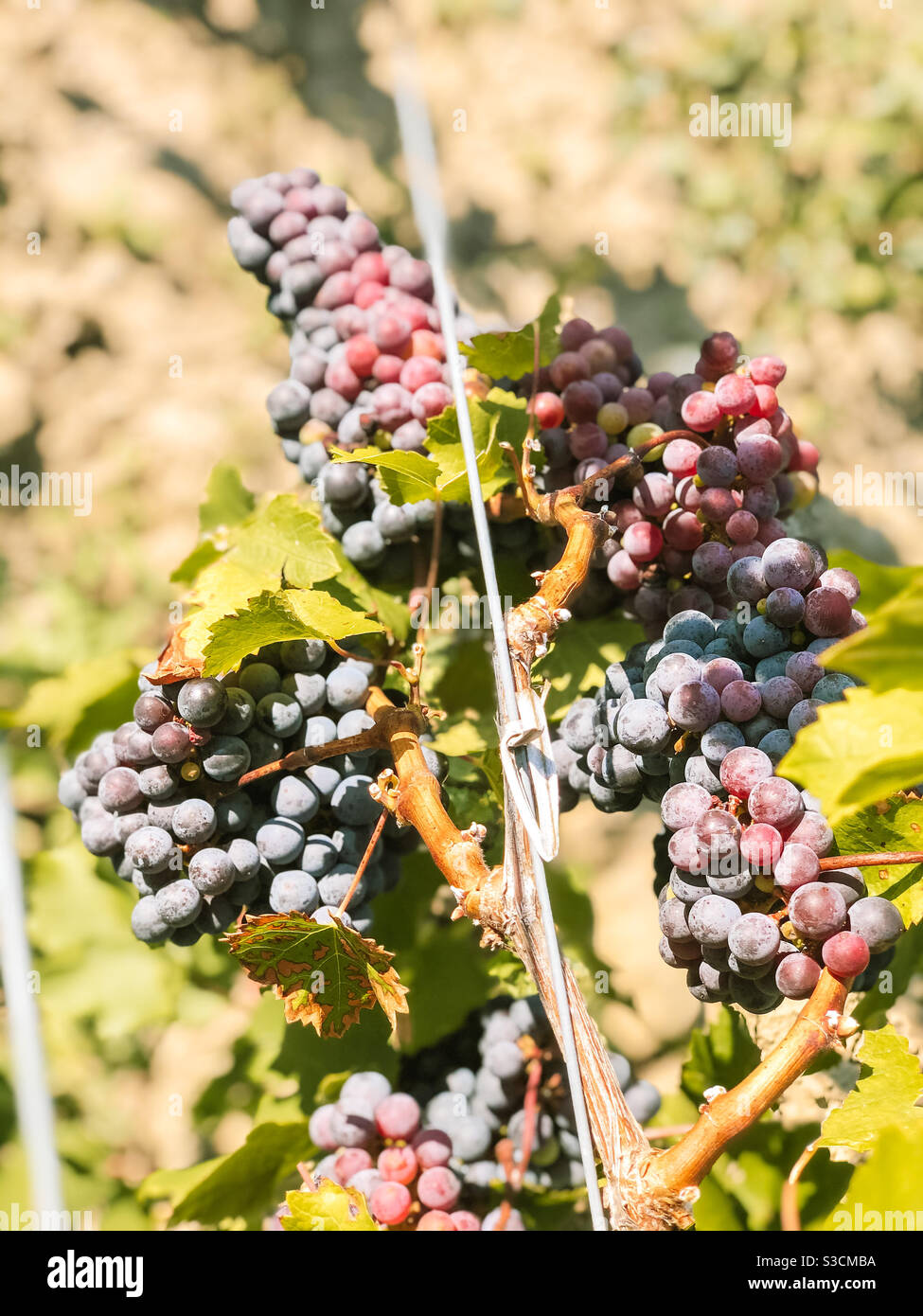 Raisins sur la vigne dans le vignoble. Lac Seneca dans les lacs Finger de New York Banque D'Images