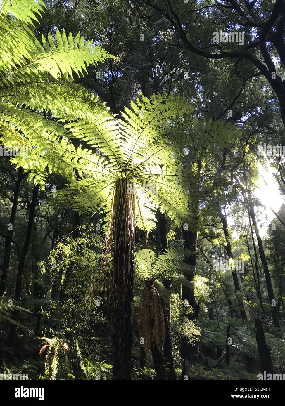 Forêt de Whakarewarewa Rotorua Nouvelle-Zélande Banque D'Images