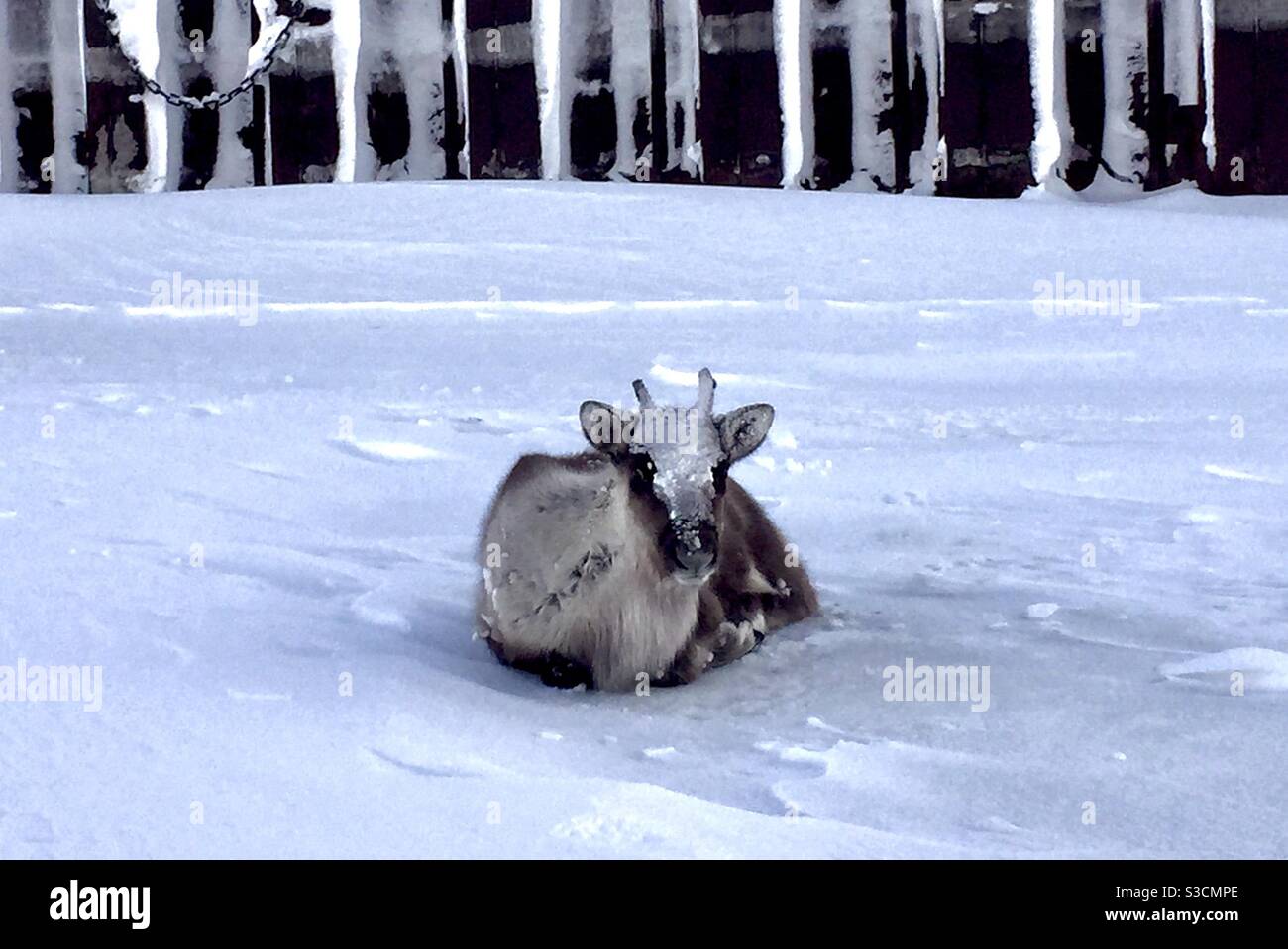 Le veau de caribou a perdu de la meute, se reposant au sommet de la baie gelée Kotzebue, dans le front de mer de Kotzebue, en Alaska - Image de stock capturée avec un smartphone Le veau de caribou a perdu de la meute, se reposant au sommet de la baie gelée Kotzebue, dans le front de mer de Kotzebue, en Alaska - Image de stock capturée avec un smartphone