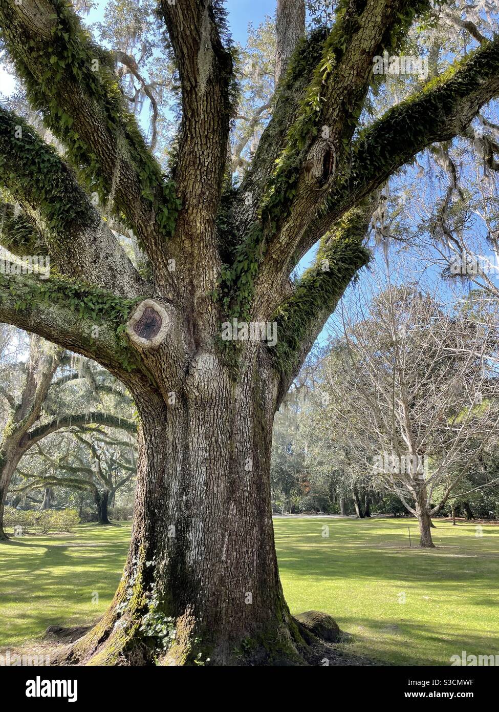 Grand chêne de Virginie recouvert de fougère - Image de stock capturée avec un smartphone