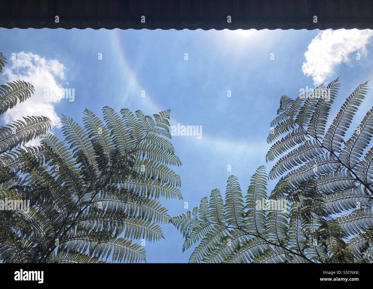 Beau soleil Halo avec fougères au premier plan - Image de stock capturée avec un smartphone