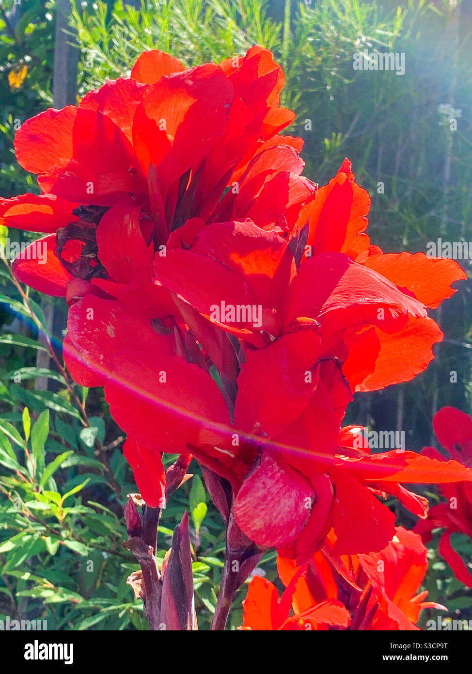 Magnifique Canna Lilies rouge flamboyant dans un jardin côtier, illuminé par le soleil qui brille et brille brillamment Banque D'Images