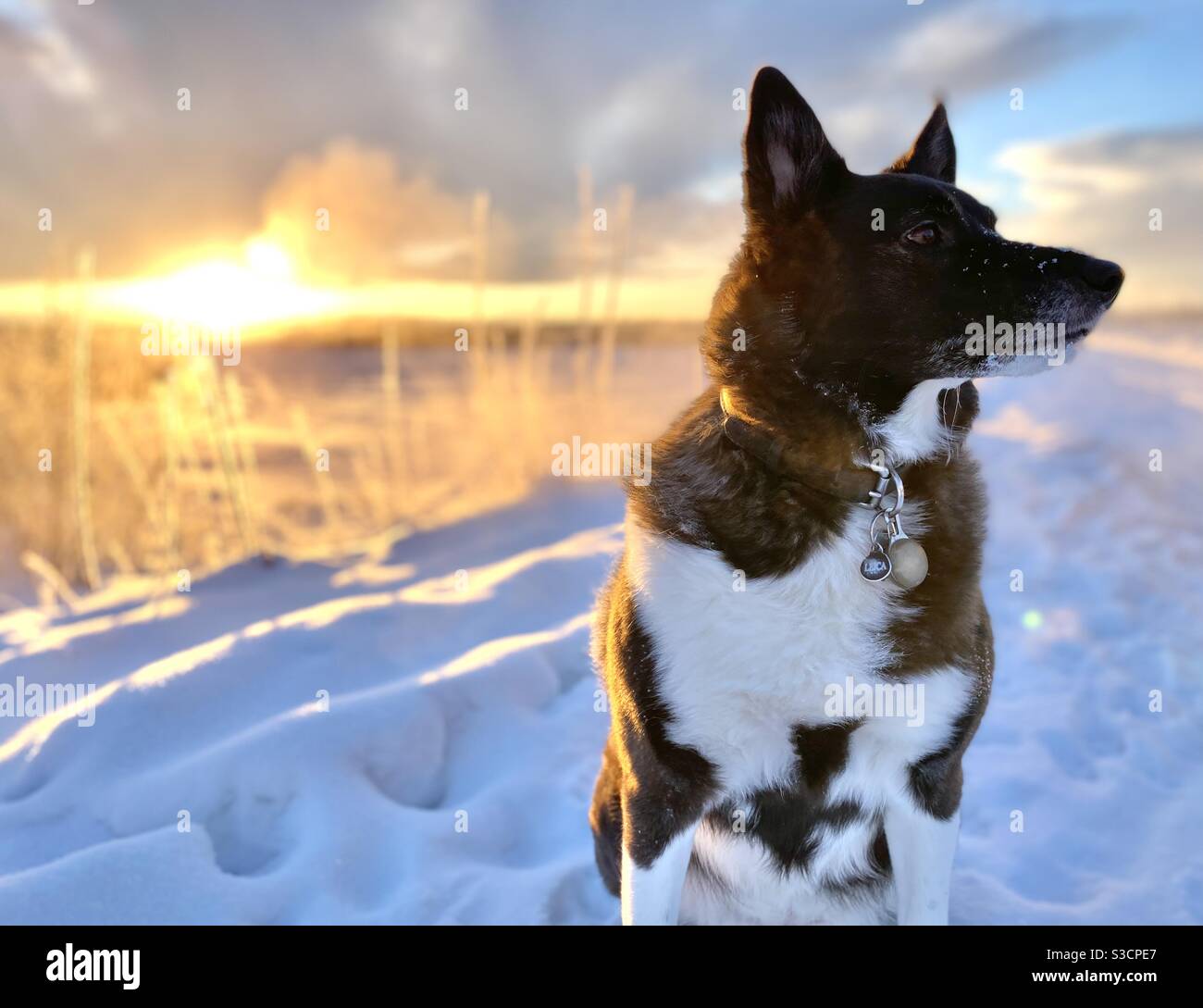 Chien d'ours Karelian à Fairbanks, en Alaska Banque D'Images