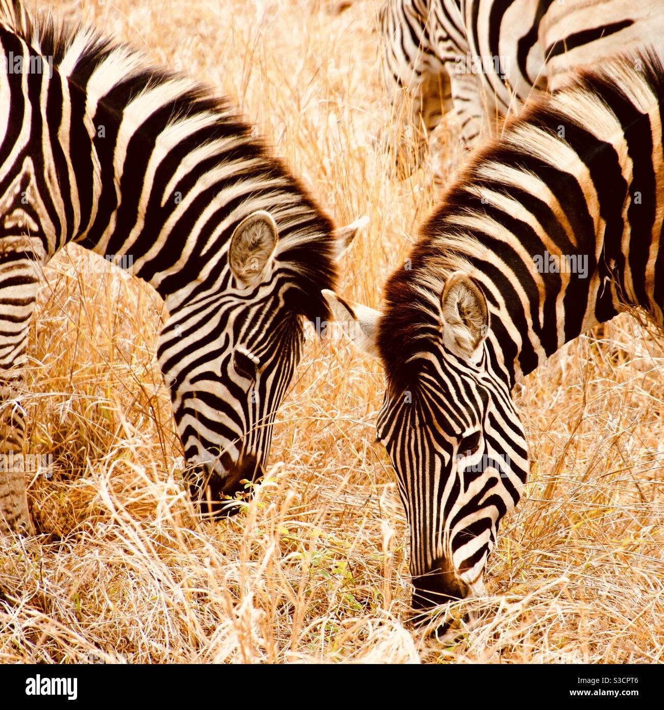 Têtes de zèbre broutant le parc national Kruger Afrique du Sud Banque D'Images