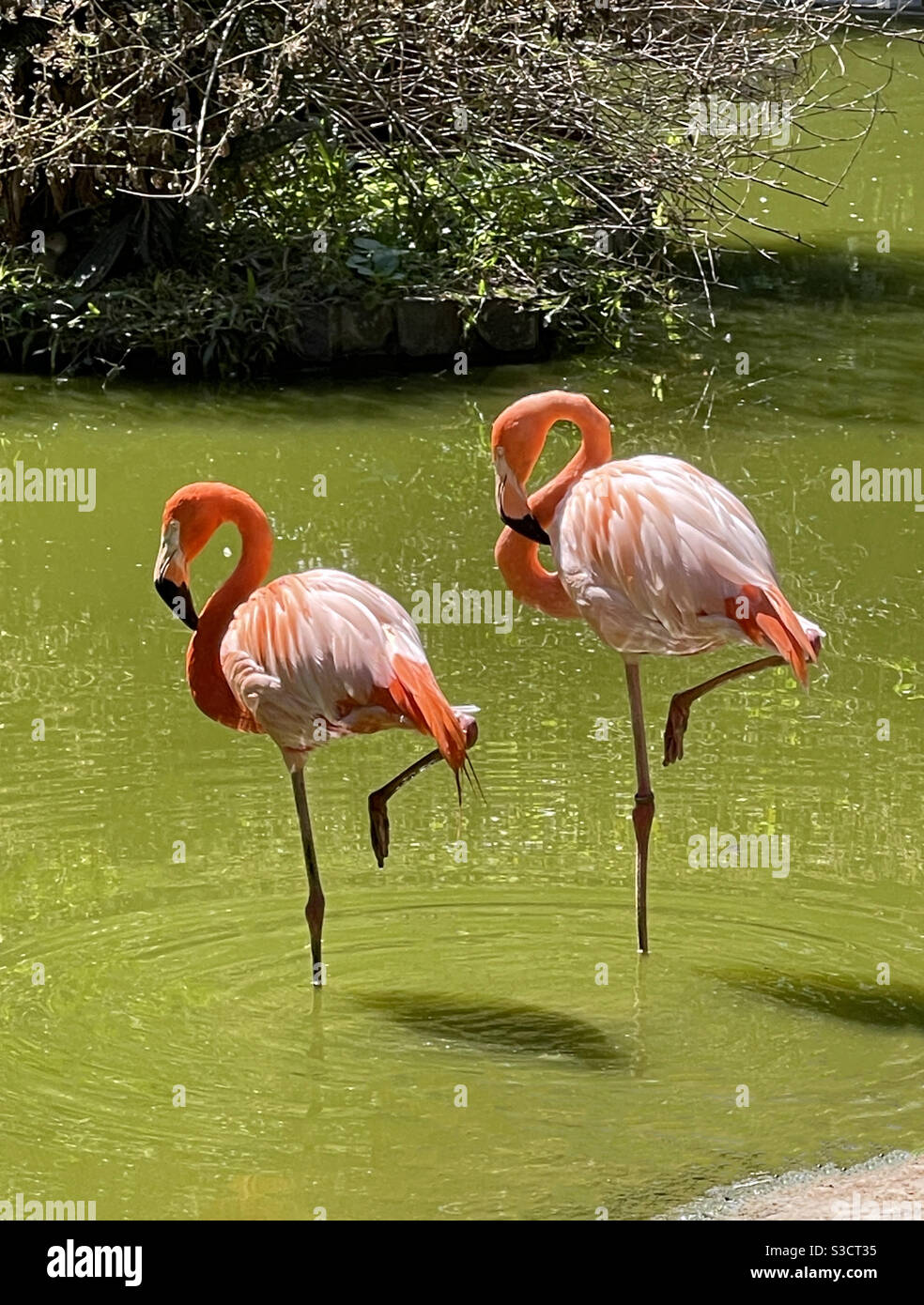 paire de flamants roses Banque D'Images