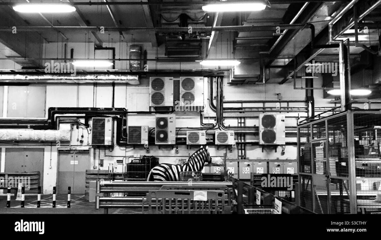 Zèbre urbain Banque D'Images