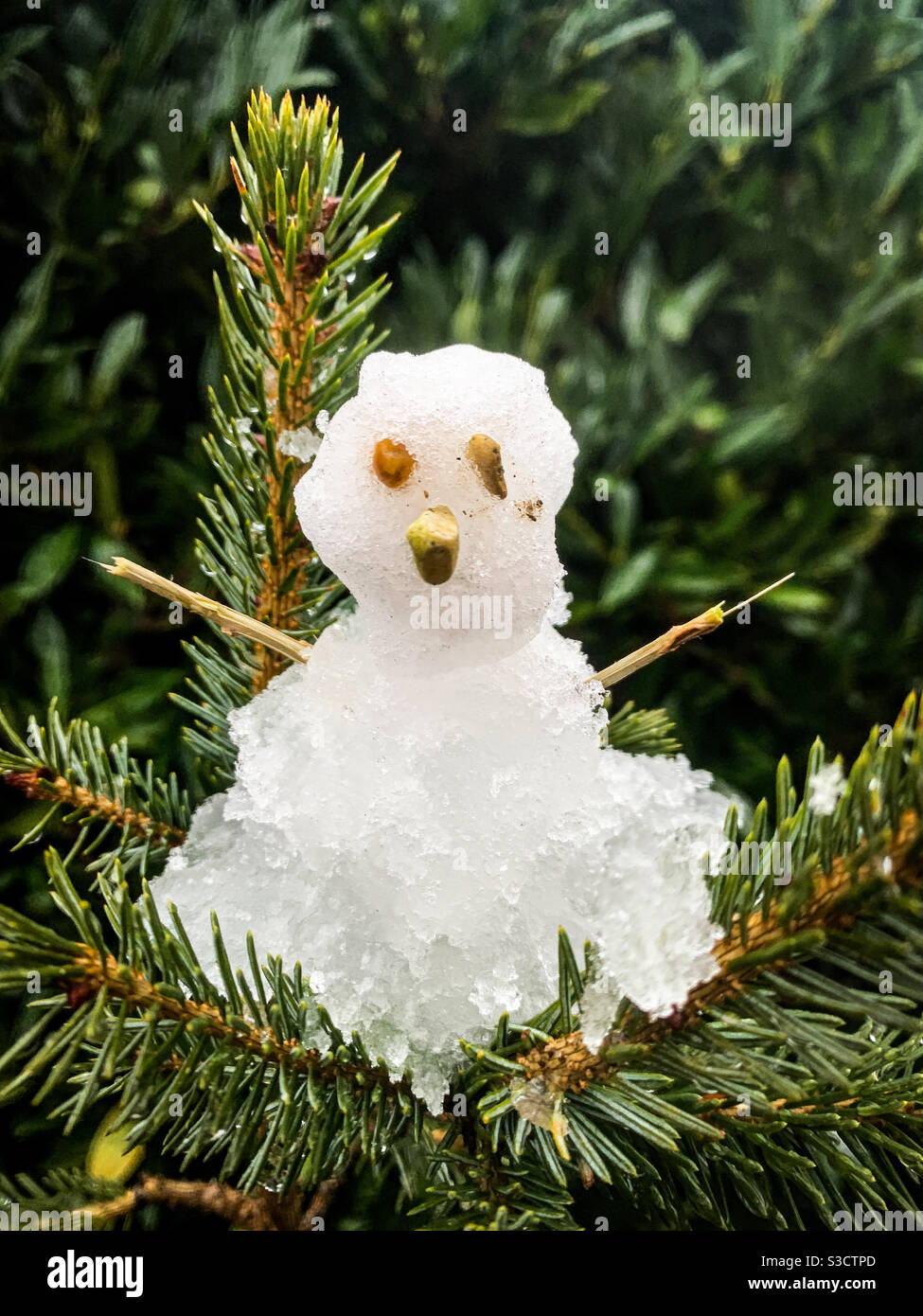 Un petit bonhomme de neige sur les branches d'arbres de Noël de la petite chute de neige du Royaume-Uni dans l'Essex - Image de stock capturée avec un smartphone