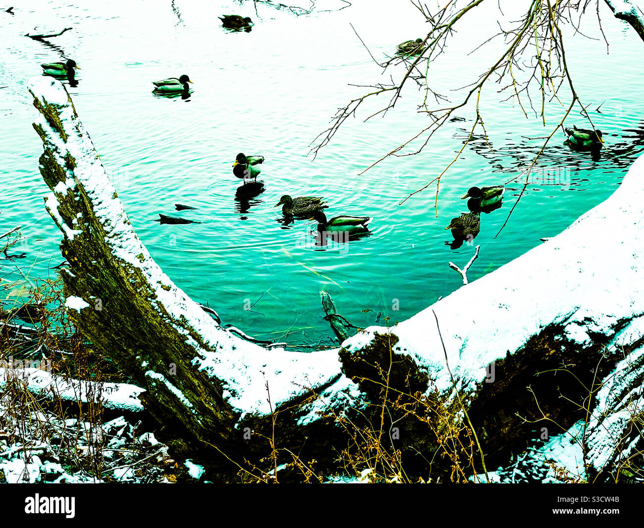 Canards colverts en hiver. Lincoln Park North Pond, Chicago, Illinois. Banque D'Images
