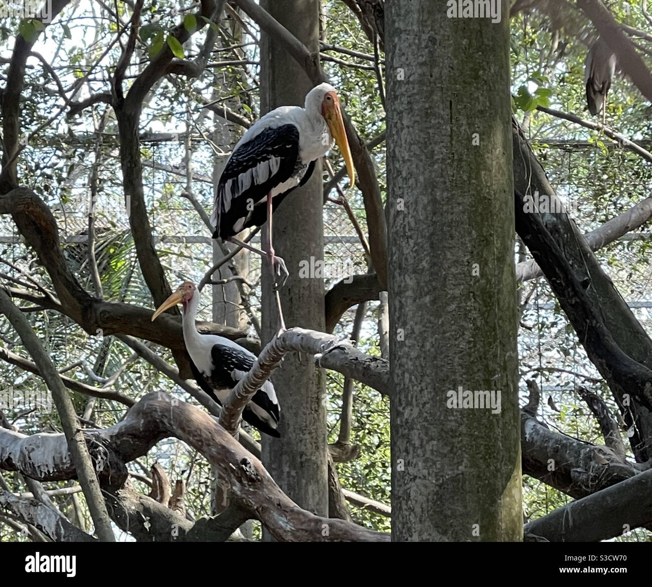 oiseau Banque D'Images