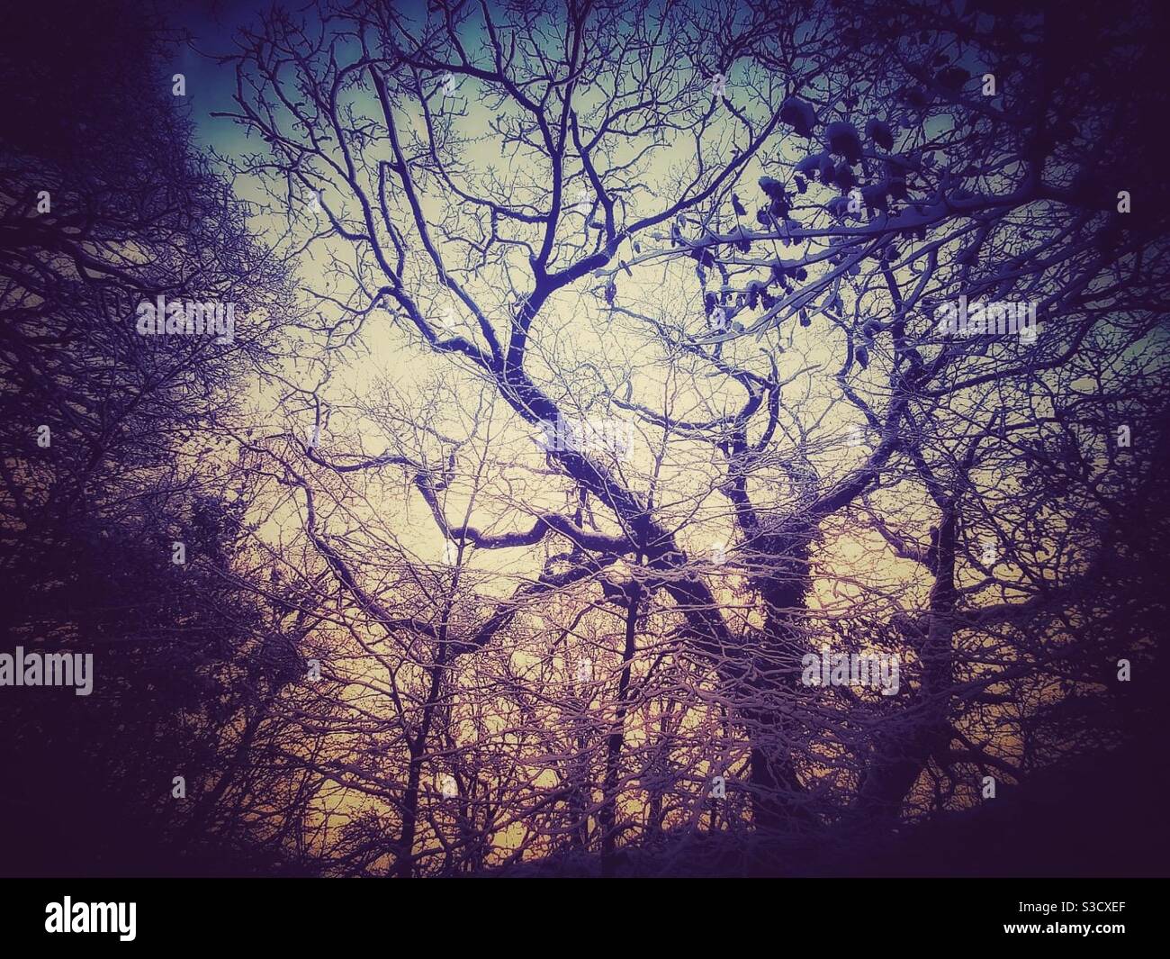 Une photo d'une belle forêt avec des branches tordues et un paysage sauvage, le matin d'un wintry avec un ciel vibrant vu à travers les creux. - Image de stock capturée avec un smartphone