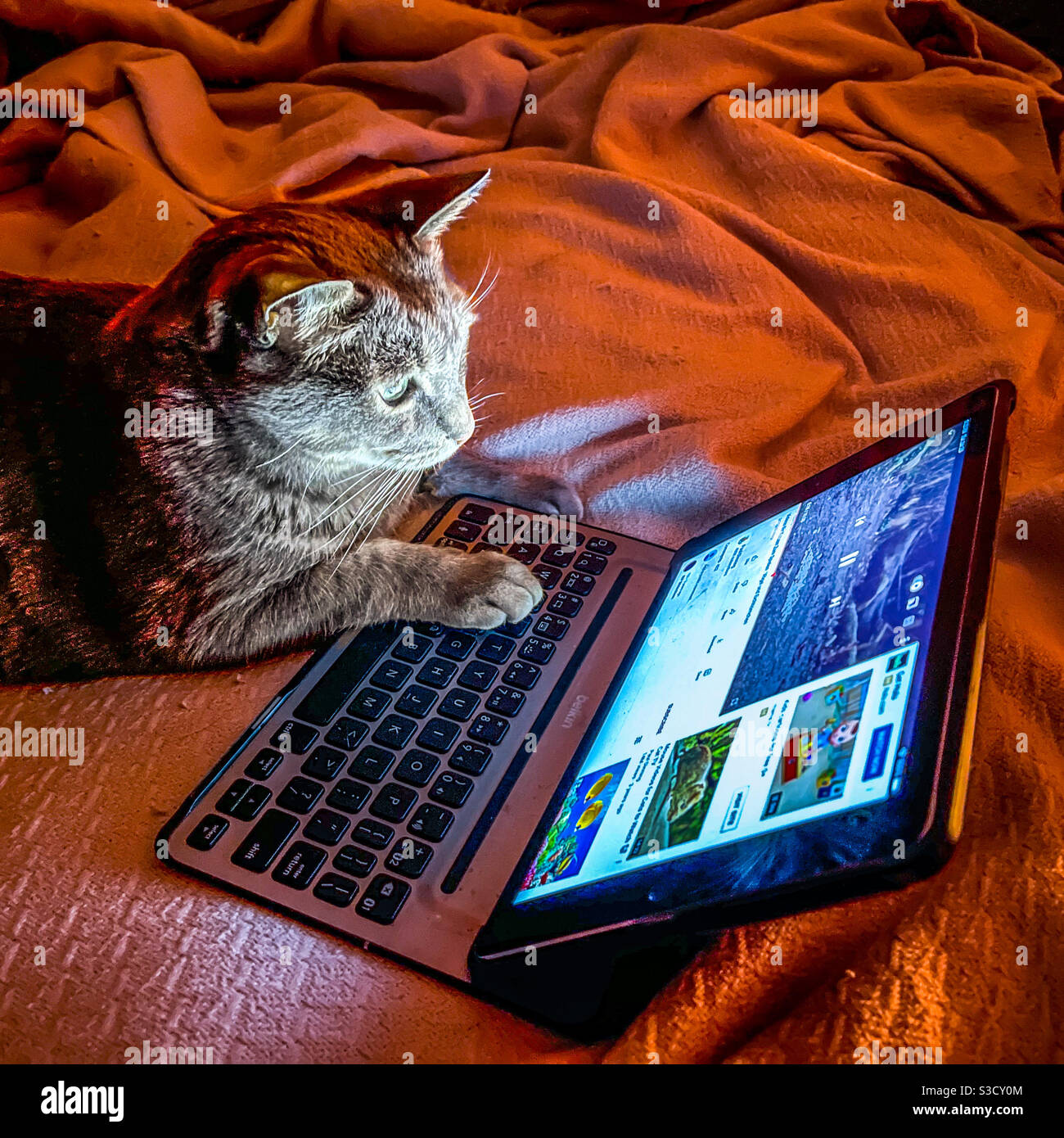Tabby Cat gris regardant la vidéo YouTube sur iPad. Banque D'Images