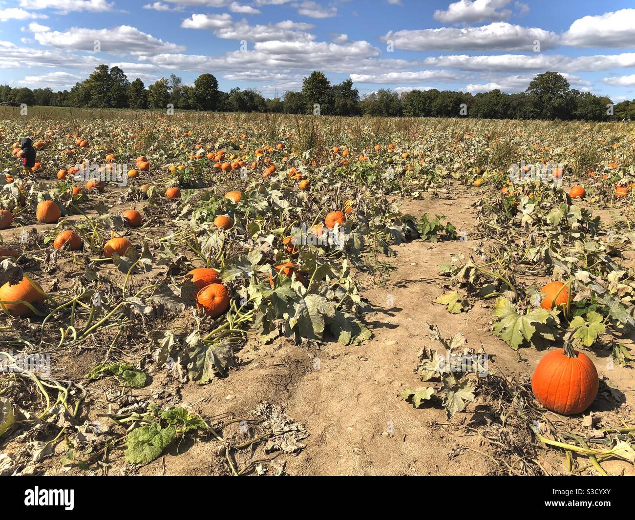 Ferme de citrouilles au Canada Banque D'Images