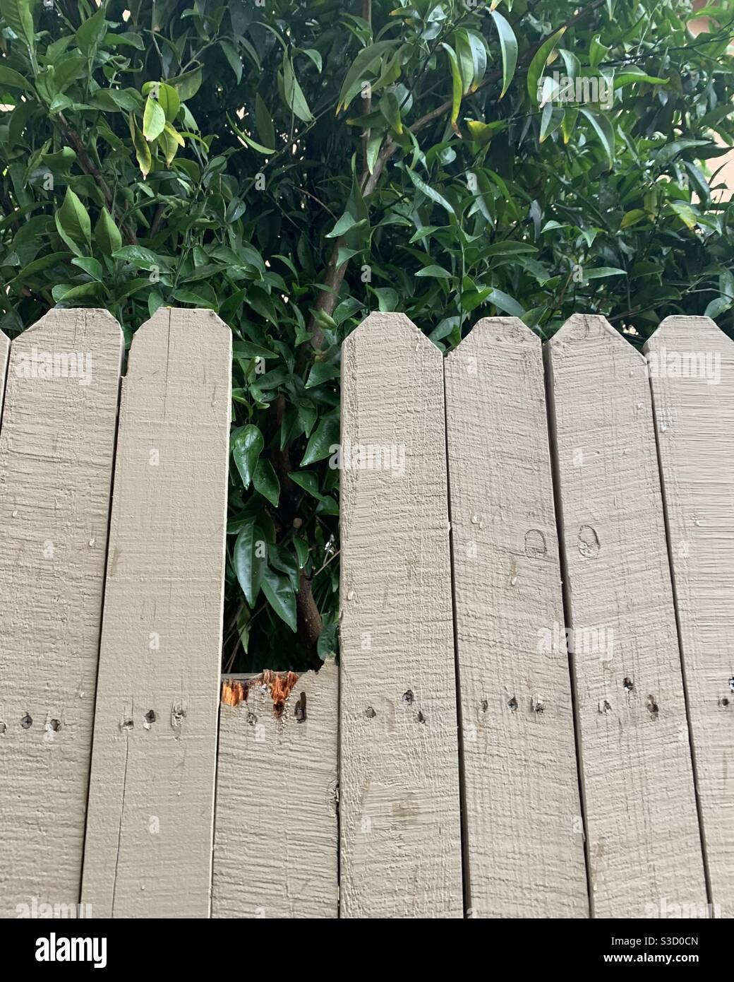 Pièce cassée de la clôture en bois dans la cour en raison de vents forts et de pluies torrentielles. Tempête tropicale Banque D'Images