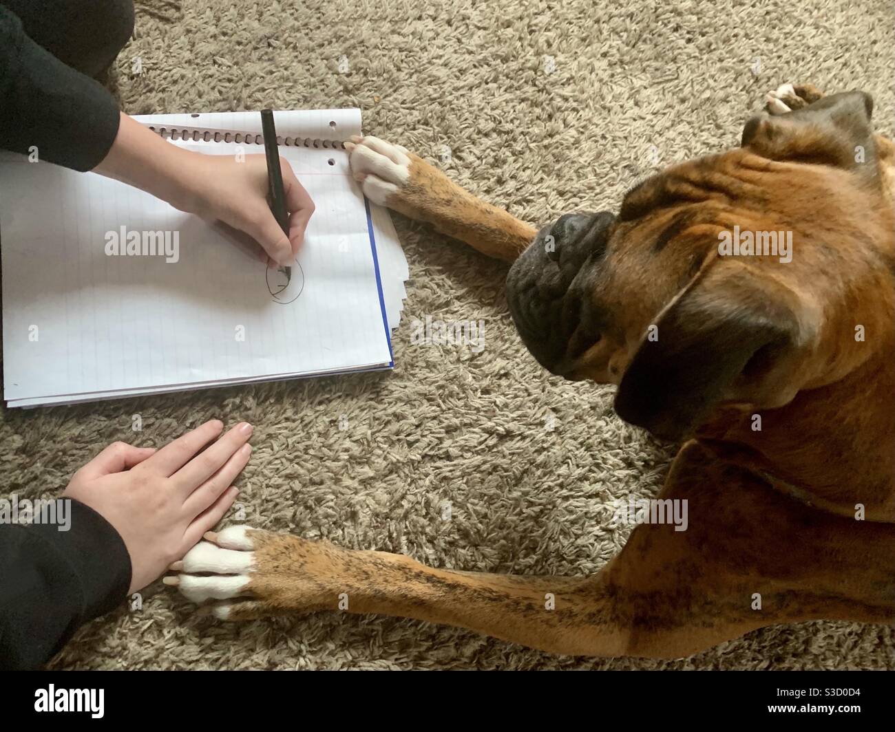 L'enfant et son chien de chiot assis ensemble créant des dessins dans un livre de notes avec un stylo et des pattes de chiot. Briller boxer chien et jeune garçon Banque D'Images