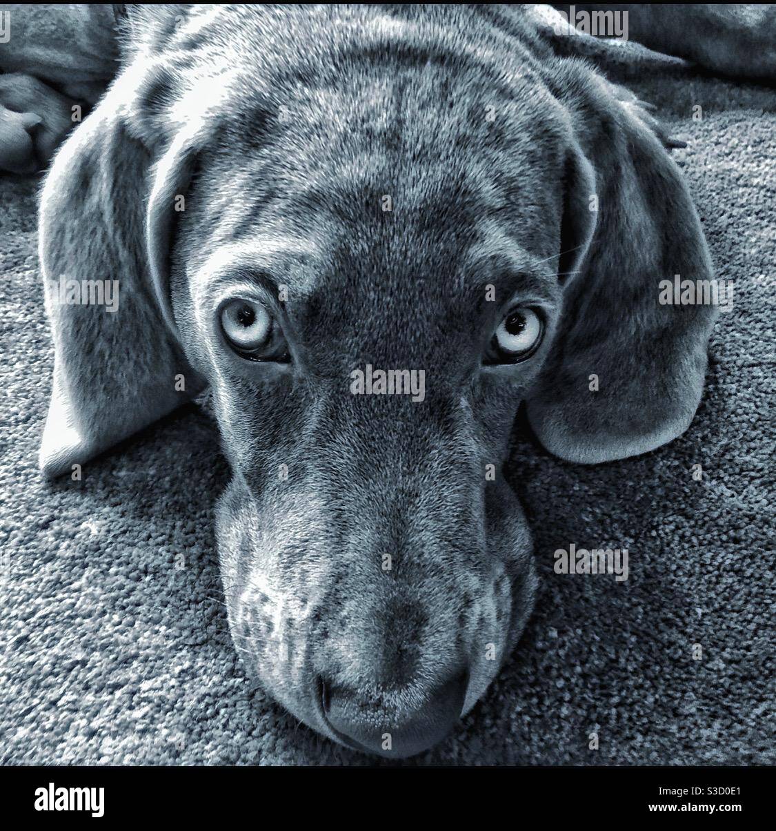 Chien de Weimaraner. - Image de stock capturée avec un smartphone