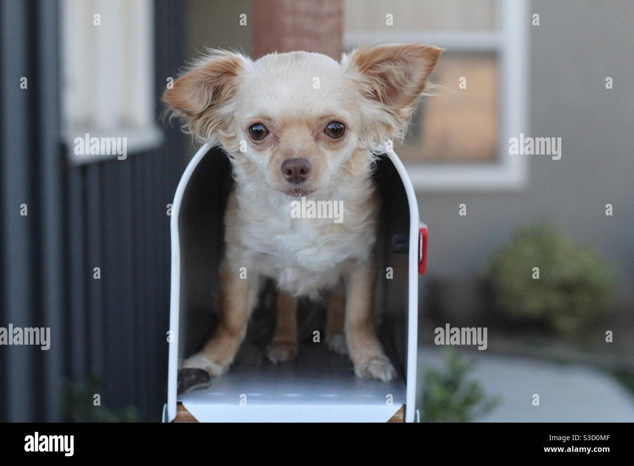 Vous avez un chien refuge Banque D'Images