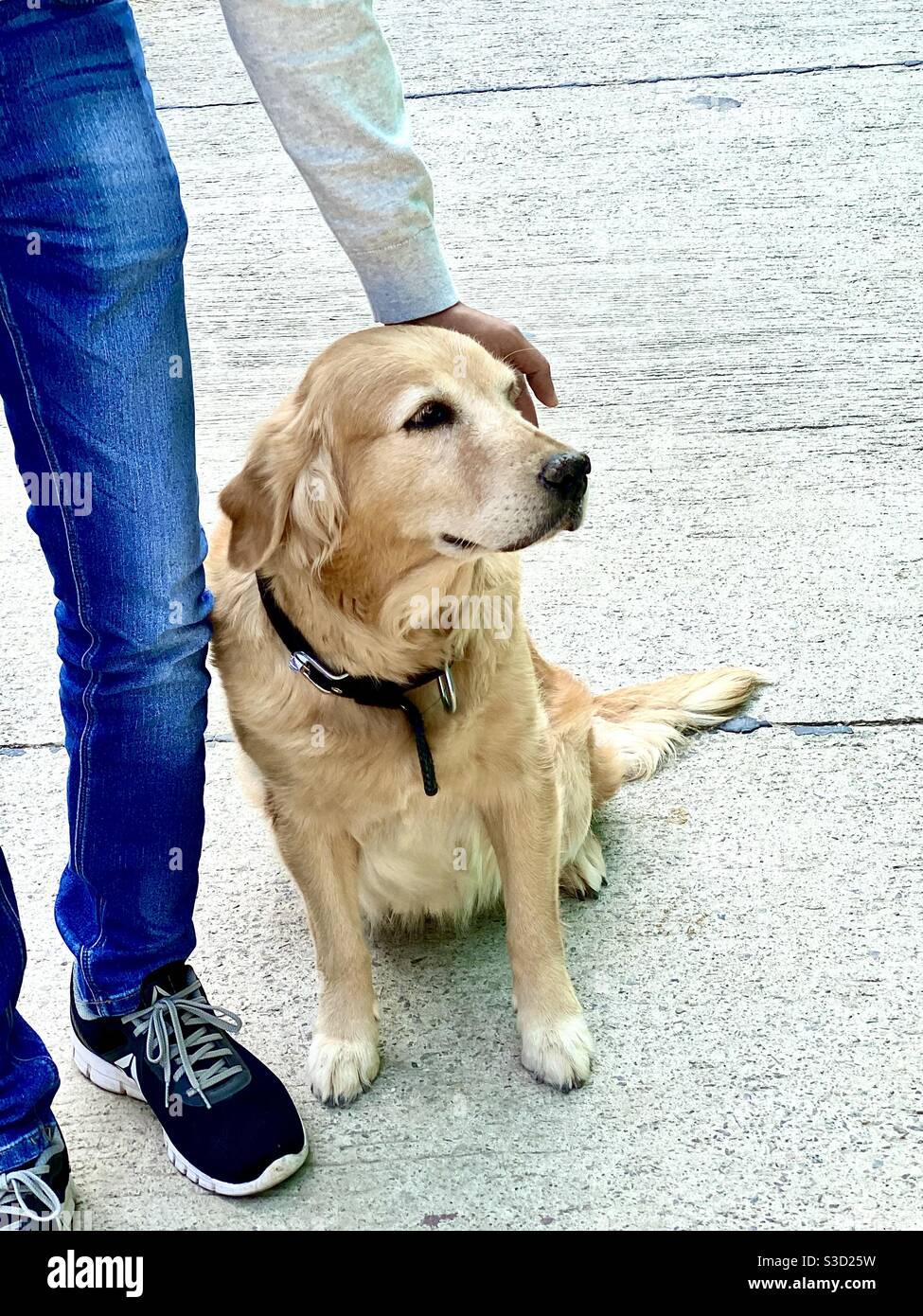 Un garçon patrant un chien de retriever d'or Banque D'Images