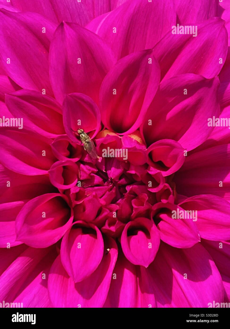 Fleur Dahlia close up Banque D'Images