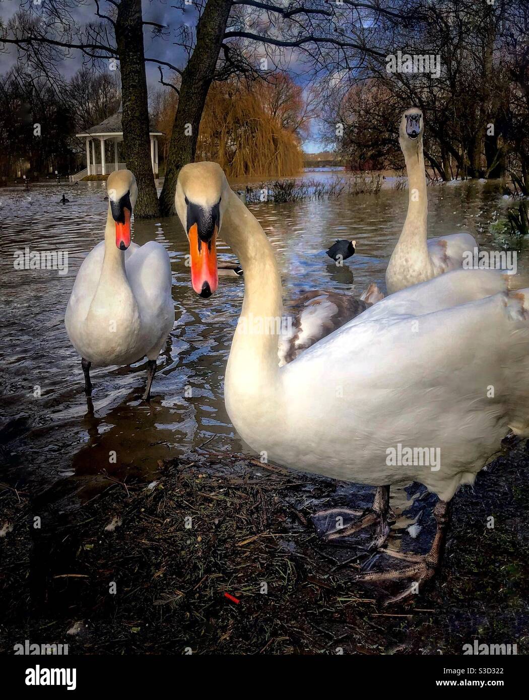 Swans à Watermead Banque D'Images