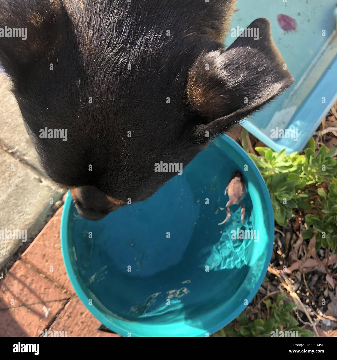Le chien boit alors qu'une grenouille nage dans son bol d'eau Banque D'Images