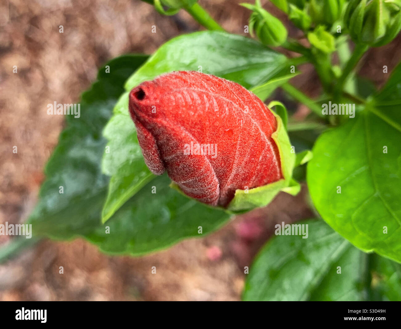 Fleur rouge de la fleur tropicale d'hibiscus dans un jardin australien côtier Banque D'Images Fleur rouge de la fleur tropicale d'hibiscus dans un jardin australien côtier Banque D'Images