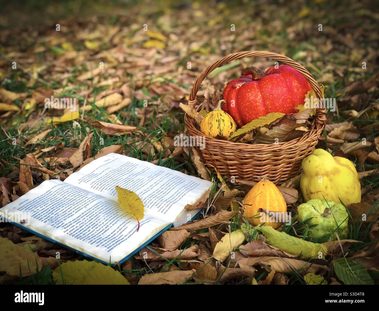 La vie encore en automne : panier en bois avec des citrouilles et un livre placé sur des feuilles tombées sur le sol Banque D'Images