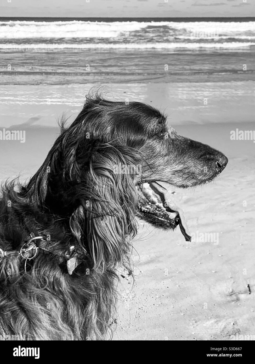 Monochrome d'un gros plan d'un chien Red Setter Une plage australienne Banque D'Images